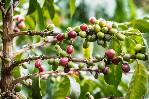 Kenya AA Kaganda