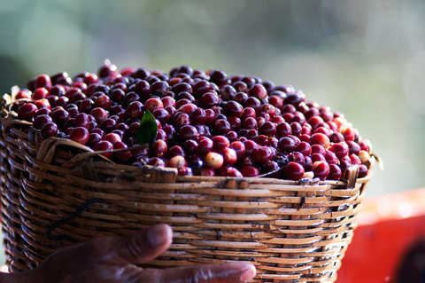 Nicaragua - Tierra Madre