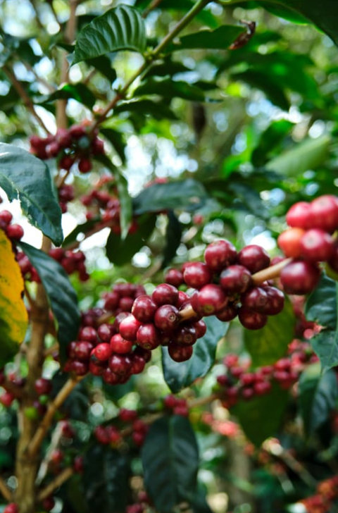 Costa Rica - Café Vida